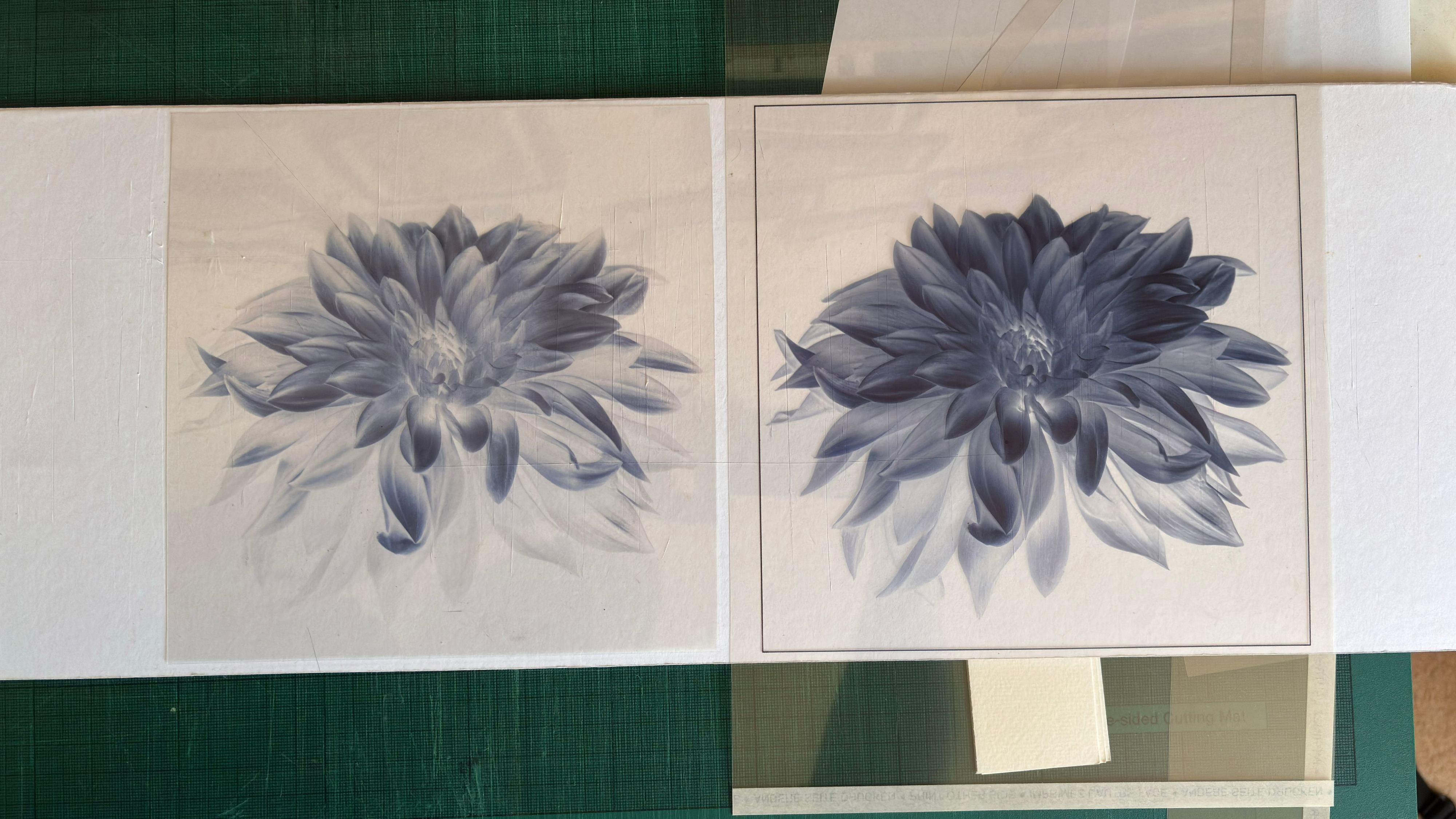 Two digital negatives of the same monochrome dahlia photograph placed side by side on a light surface. The original negative is on the left and the revised negative is on the right. In both, the flower fills most of the square image area while the surrounding background remains largely clear. The revised negative on the right is noticeably denser through the centre, middle and lower petals, giving those areas a darker appearance than in the original negative. This additional density was created using a 2.20 gamma correction before inversion, with the intention of holding back more ultraviolet light during cyanotype exposure and preserving greater tonal separation in the finished print. The comparison shows how the structure of the digital negative was altered while leaving the clear background largely unchanged.