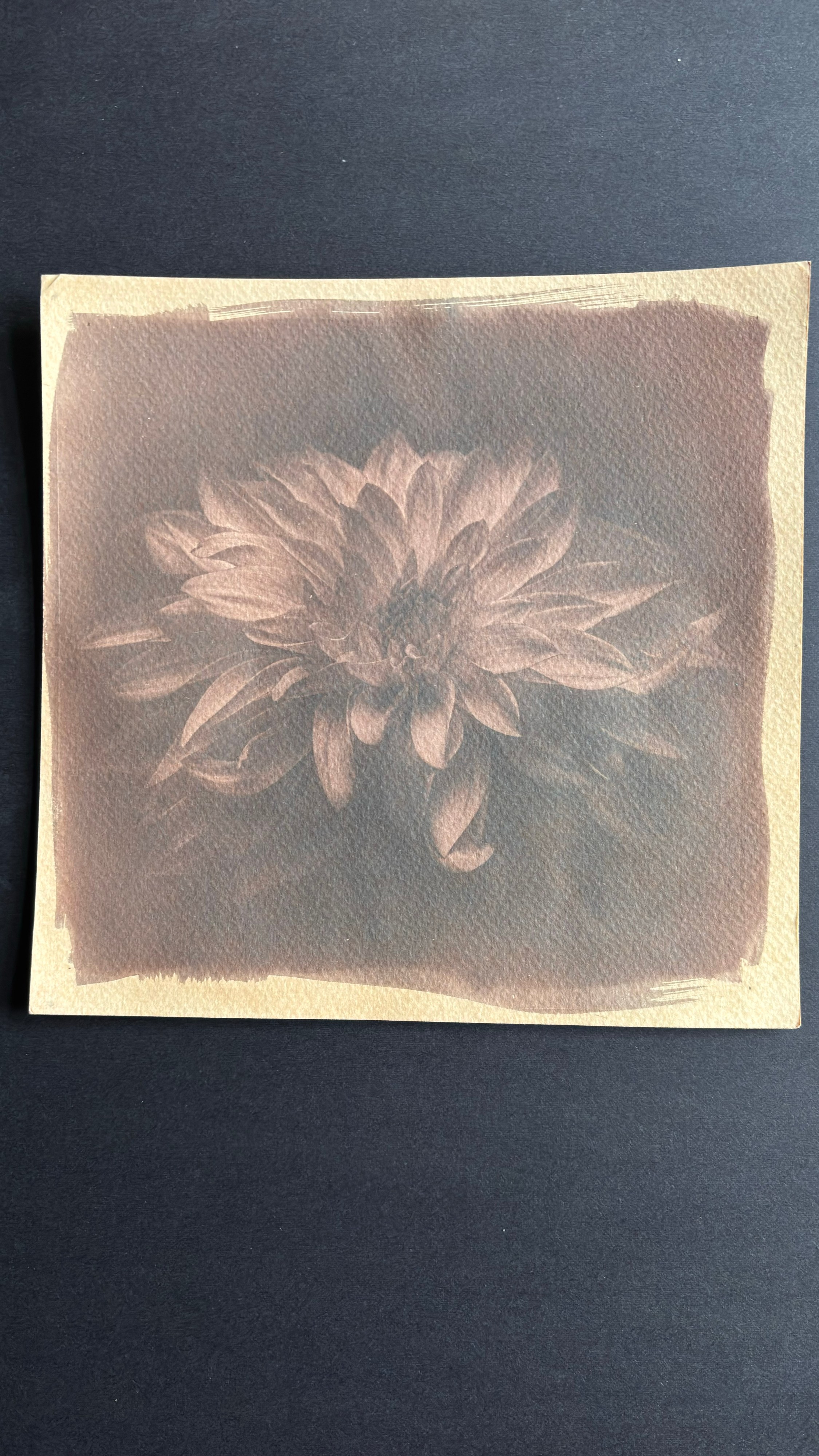 An 8 × 8 inch hand-coated cyanotype of a single dahlia, photographed while still partly drying after bleaching and toning in black tea. The square print lies on a dark charcoal surface. The original Prussian blue has been transformed into muted warm brown, plum-grey and charcoal tones. The dahlia fills most of the image, with overlapping petals radiating from a dense central structure. The upper petals are lighter and clearly separated, while the lower petals gradually disappear into the darker surrounding field, creating a low-key, atmospheric image. A narrow cream paper border surrounds the sensitised area, with irregular hand-brushed edges and visible brush strokes along the top and bottom. The textured surface of the paper is clearly visible throughout the print. The image remains slightly damp, so its final colour and density are still settling.