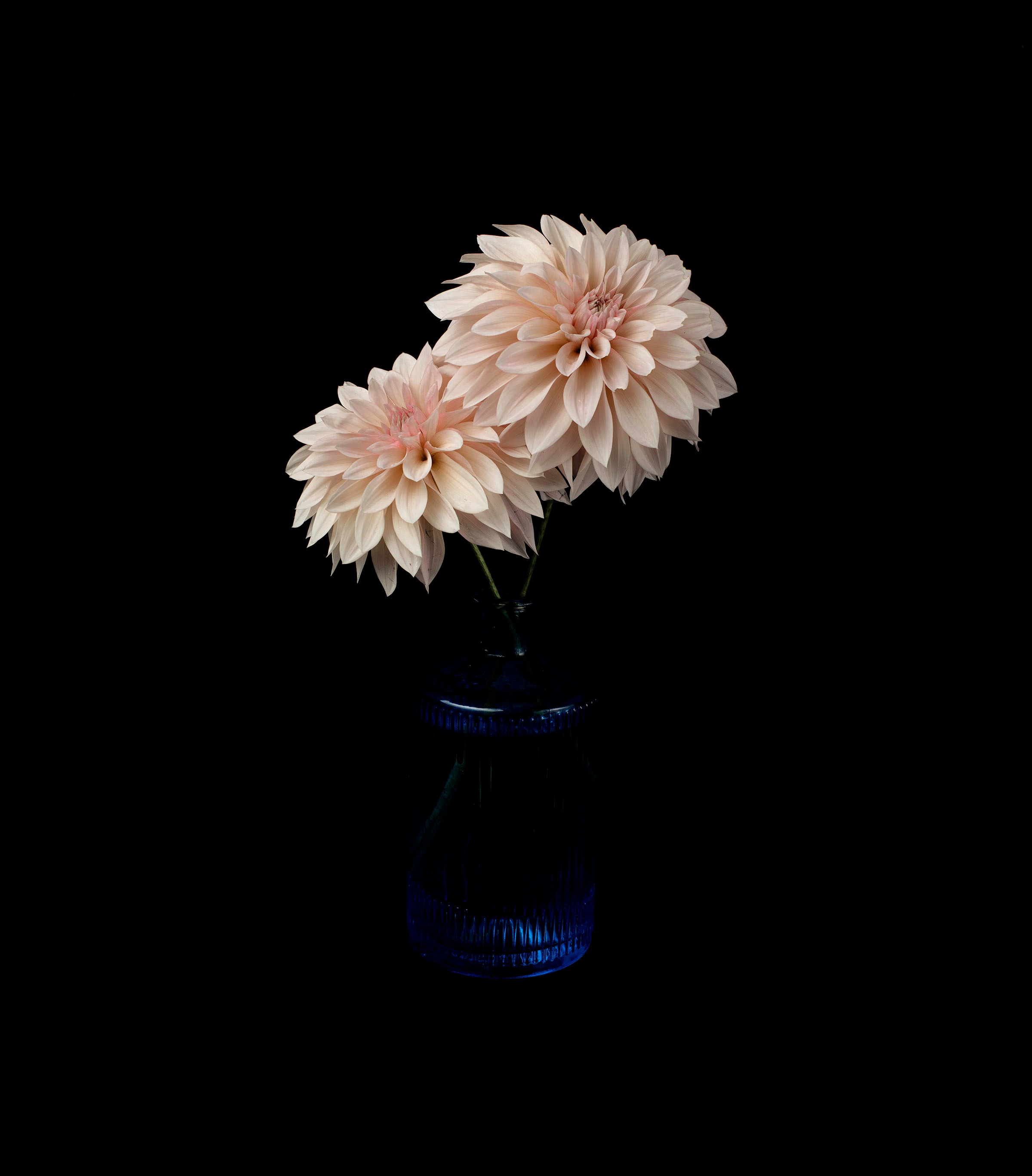 Two pale cream dahlias emerge from a deep black background, one large bloom lower left and a smaller flower above and to the right. Their petals carry very subtle pink tones toward the centres. Dark green stems descend into a ribbed cobalt-blue glass vase, which is only partly revealed by the light. The lighting is soft and directional, giving the petals gentle modelling while leaving most of the surrounding space in darkness.