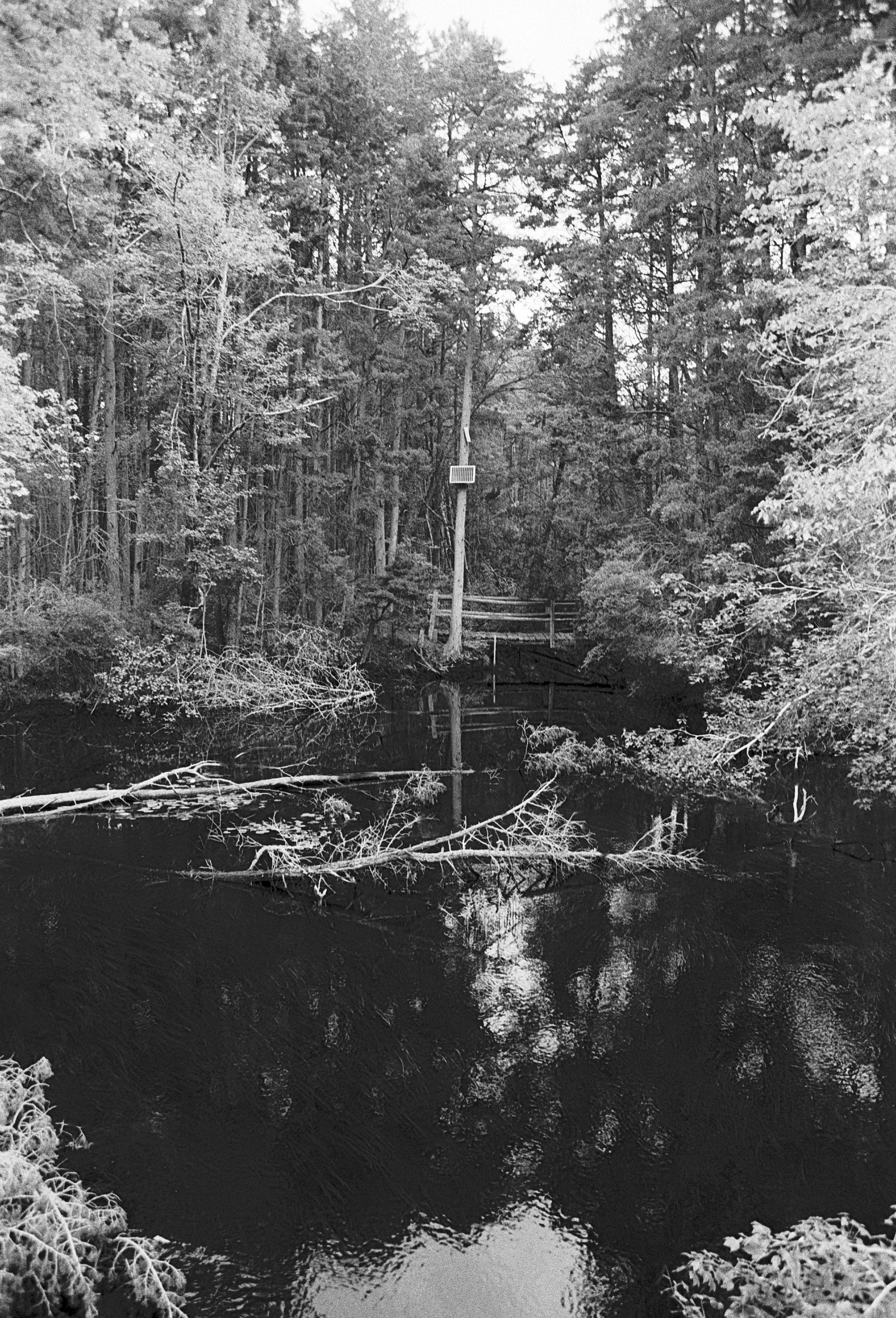 A black and white film photo of a slow river through a forest. In the distance is a footbridge. There are downed trees and reflections in the water.