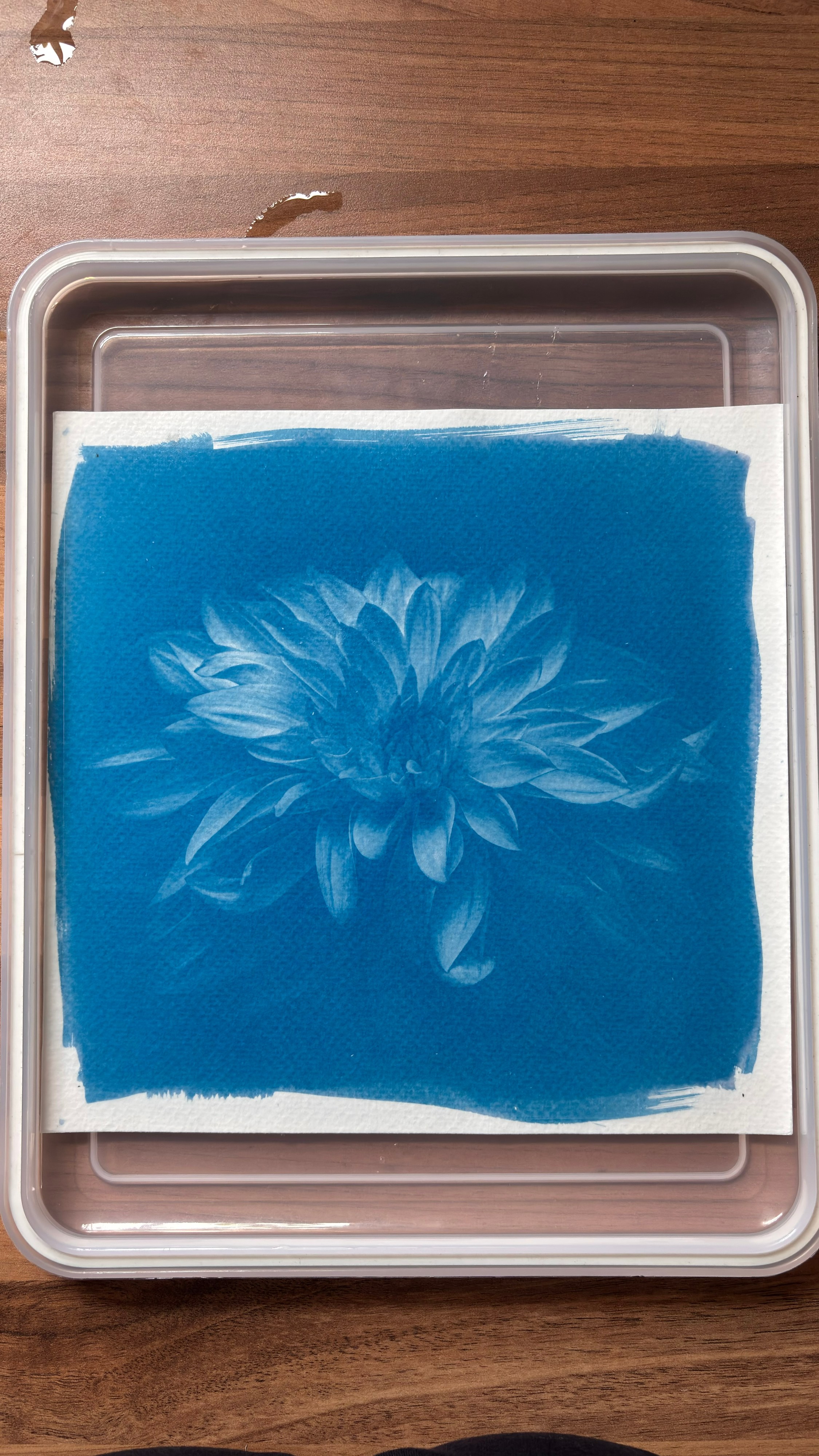 A square cyanotype print of a single dahlia flower, shown immediately after washing and before final oxidation, bleaching and toning. The flower fills most of the coated area, its layered petals emerging in pale blue and white against a rich, dense cyan-blue background. Fine tonal gradations remain visible across the petals, especially toward the centre, where tightly folded forms create a more intricate pattern of light and shadow. The hand-coated sensitiser extends almost to the edges of the paper, leaving an irregular white border and visible brush marks along the top and lower edges. The print rests inside a clear plastic washing tray on a wooden surface. The image was made from a digital negative created from an original monochrome photograph of the dahlia.