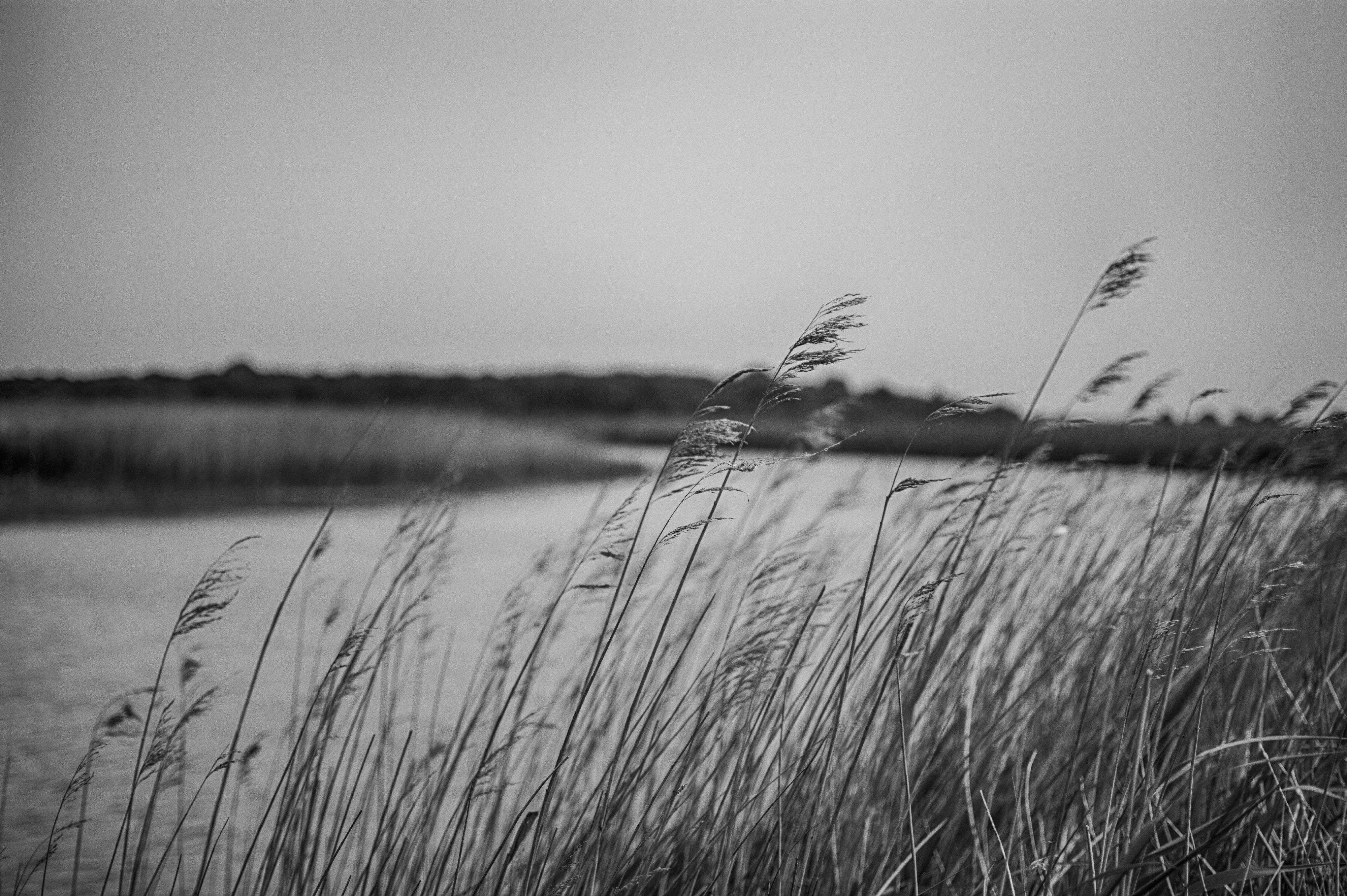 A monochrome landscape photograph of the River Alde at Snape Maltings. Tall phragmite reeds dominate the foreground, rising diagonally from the lower right and centre of the frame, their narrow stems and seed heads sharply defined against a pale sky. The river occupies the lower left, its surface softly textured and reflecting muted light. Beyond it, a dark, blurred strip of distant vegetation and riverbank runs horizontally across the middle distance, separating water from sky. The shallow depth of field leaves some reeds crisp while others dissolve into soft, overlapping forms, creating layers of movement and depth. The sky fills more than half of the image and is almost featureless, giving the scene a quiet sense of openness. The overall composition is restrained and spacious, with the leaning reeds providing rhythm and structure against the softer landscape beyond.
