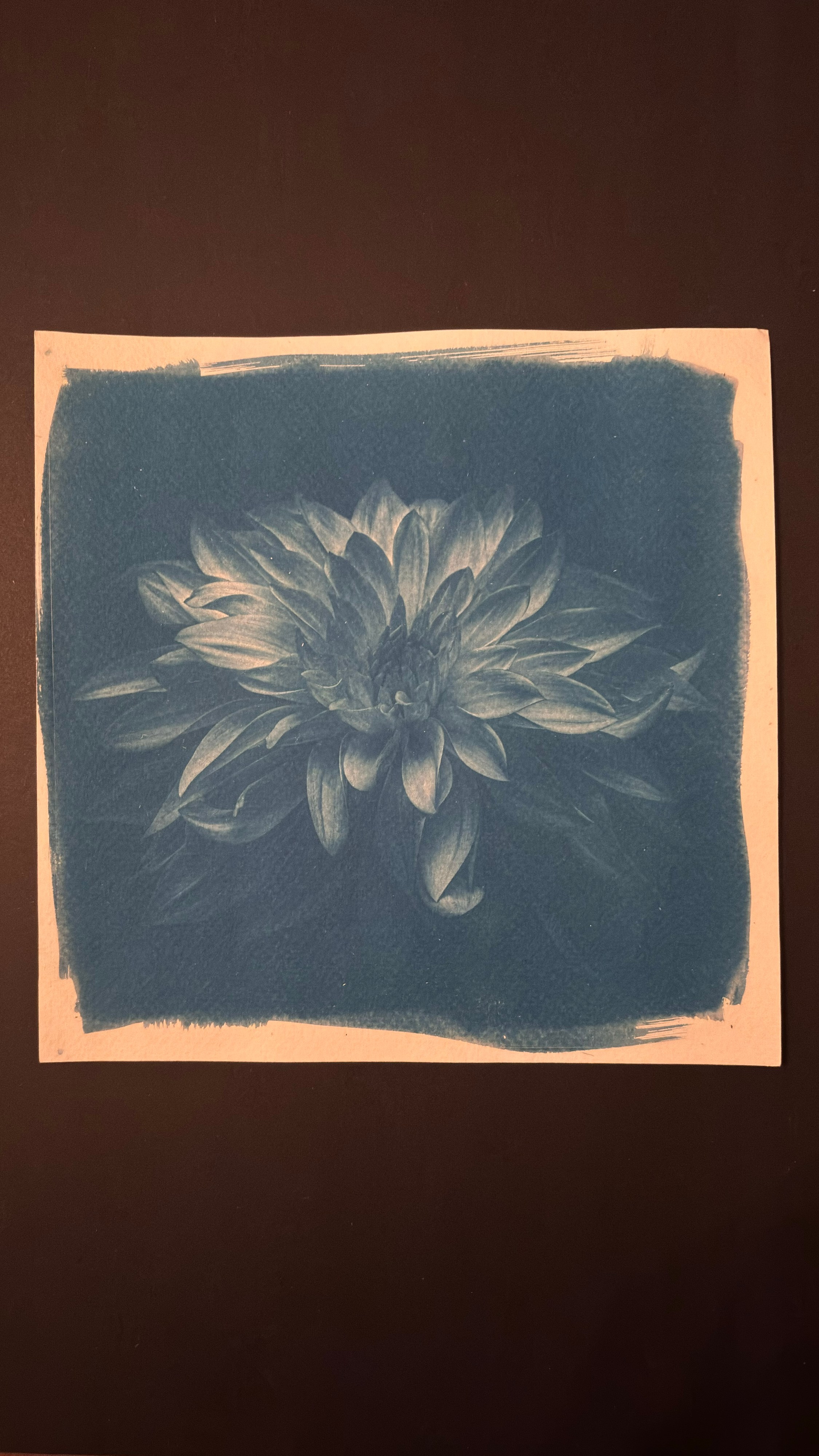 Image 1 — Oxidised cyanotype

An 8 × 8 inch hand-coated cyanotype print of a single dahlia flower, photographed lying on a dark surface after drying and oxidising overnight. The flower occupies the centre of a roughly square field of deep Prussian blue, with its layered petals emerging in paler blue-grey tones. Fine detail and tonal gradation remain visible through the petals, particularly around the tightly structured centre and the lighter upper petals. The sensitised area has irregular hand-brushed edges, leaving a narrow border of uncoated white paper. Brush strokes are especially visible along the upper and lower edges. The print has developed the rich, dense blue characteristic of a fully oxidised cyanotype.